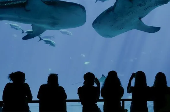 Georgia Aquarium kiest voor Inside Explore Touchtafel